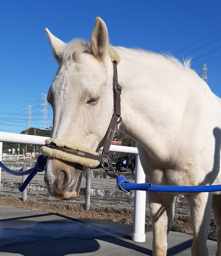 週刊 ポニー自身 パロミノ 馬紹介 025 ハーマイオニー